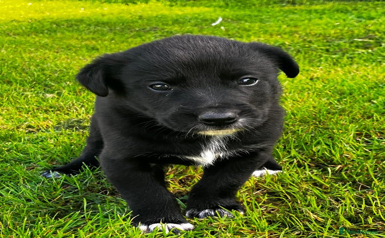 Borador dogs - Advert 1