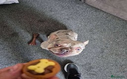 French Bulldog dogs for stud: French bulldog platinum lilac tan merle  - Image 3