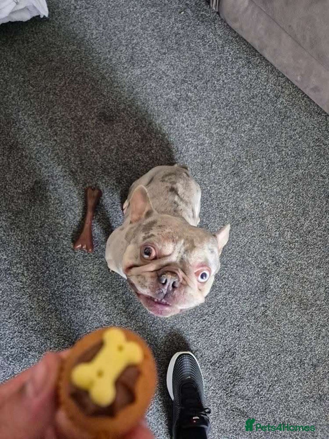 French Bulldog dogs for stud: French bulldog platinum lilac tan merle  - Image 3