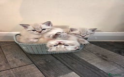 Scottish Fold cats for sale: Scottish Fold/Straight Kittens For Sale  - Image 9
