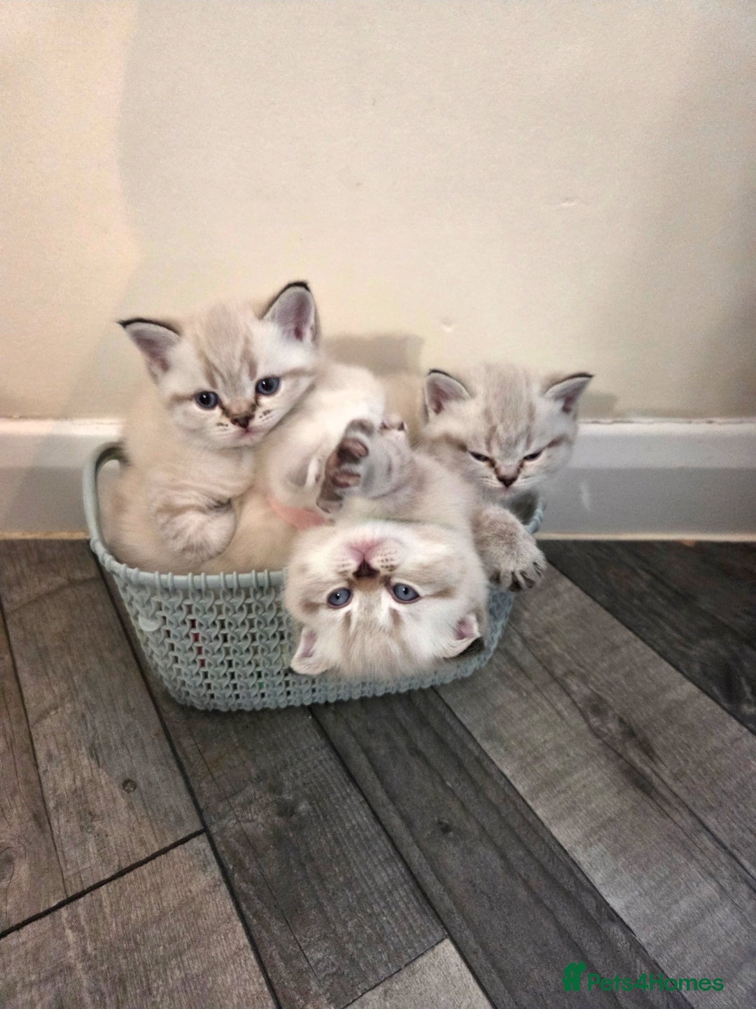 Scottish Fold cats for sale: Scottish Fold/Straight Kittens For Sale  - Image 9