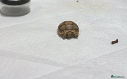 Tortoise reptiles for sale: Greek Tortoises for sale - Image 14