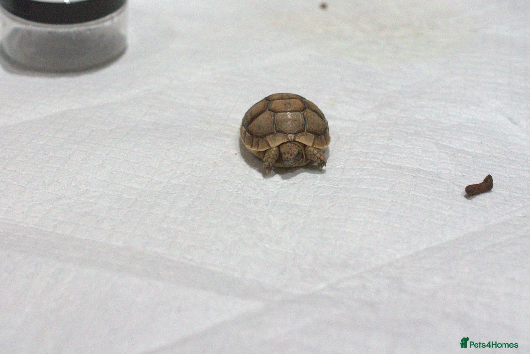 Tortoise reptiles for sale: Greek Tortoises for sale - Image 14