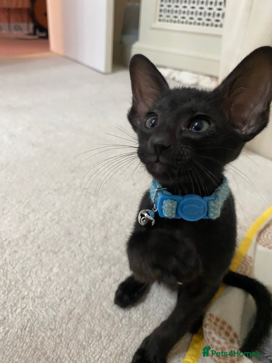 Oriental cats for sale: Beautiful Oriental Kittens for Sale - Advert 7