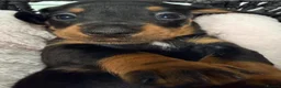 Miniature Dachshund dogs for sale: Outstanding quality Russian bloodline minis - Advert 24