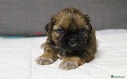 Shih Tzu dogs for sale: LOVELY SHIH TZU PUPPIES  - Image 20