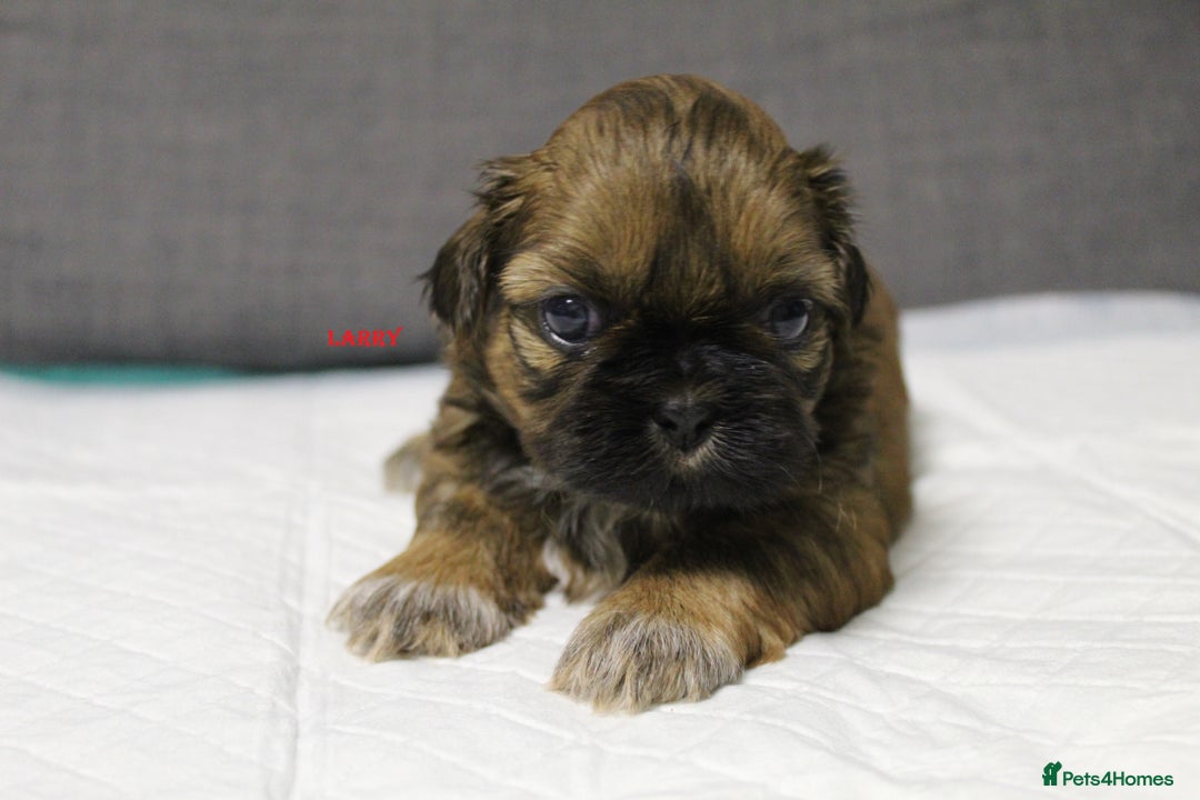 Shih Tzu dogs for sale: LOVELY SHIH TZU PUPPIES  - Image 20