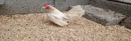 Chickens poultry for sale: 2x tamr serema hens 1 year old £60 - Advert 2