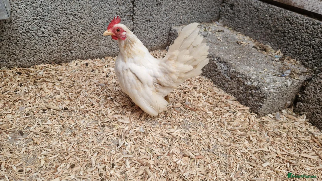 Chickens poultry for sale: 2x tamr serema hens 1 year old £60 - Advert 2