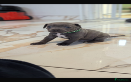 Staffordshire Bull Terrier dogs for sale: Staffordshire bull terrier Staffy staffie - Image 10