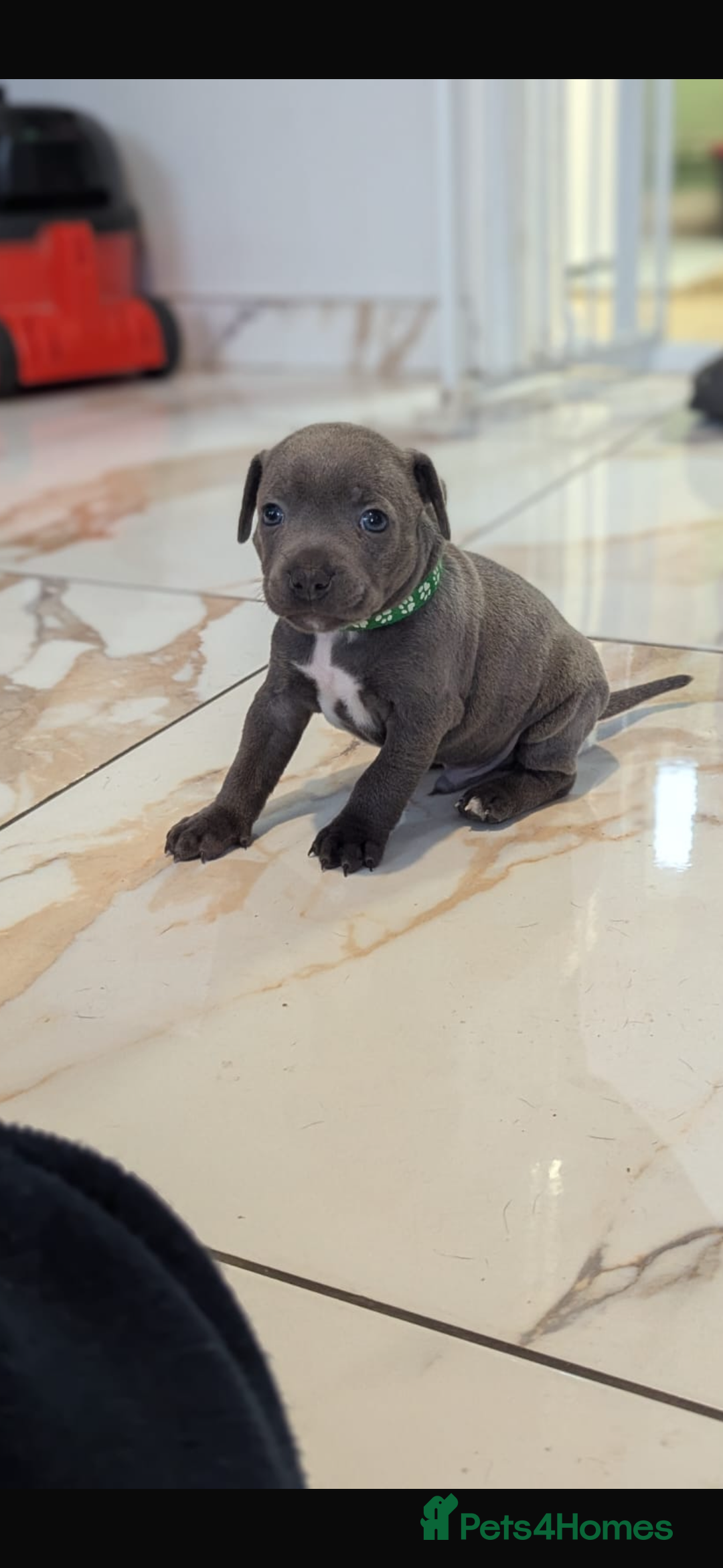 Staffordshire Bull Terrier dogs for sale: Staffordshire bull terrier Staffy staffie - Image 10