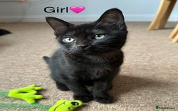 Bombay cats for sale: We have four cats for sale🐈‍⬛ - Image 7