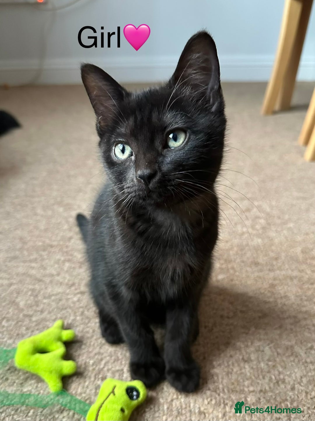 Bombay cats for sale: We have four cats for sale🐈‍⬛ - Image 7