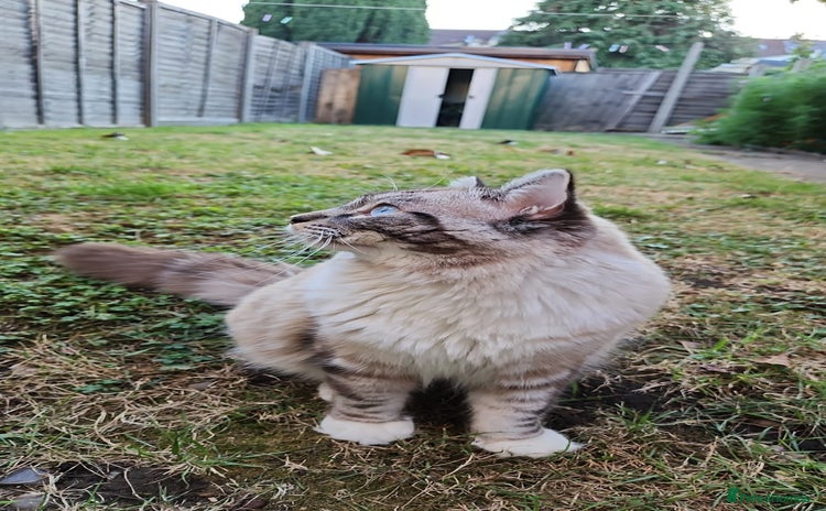 Ragdoll cats - Advert 4