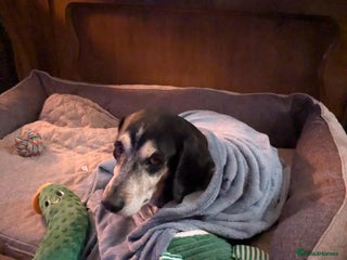 Mixed Breed dogs Phoenix mature older boy - Advert 1