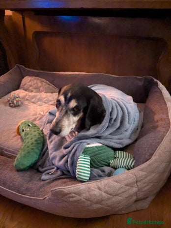 Mixed Breed dogs Phoenix mature older boy - Advert 1