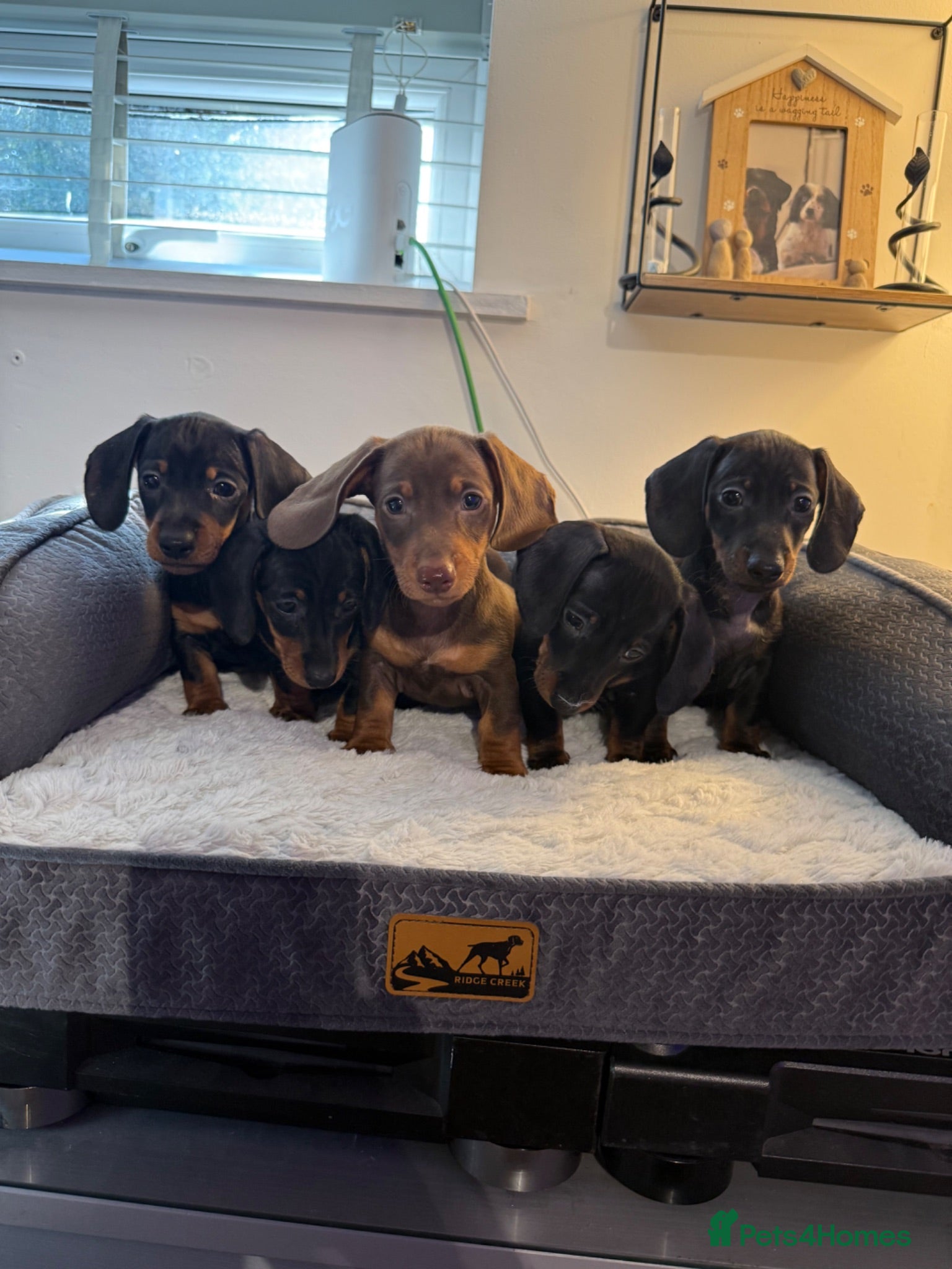 Miniature Dachshund dogs Kc registered mini dachshund  - Advert 16