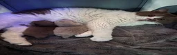 British Shorthair cats for sale: British shorthair fawn girl GCCF register PET ONLY - Advert 2