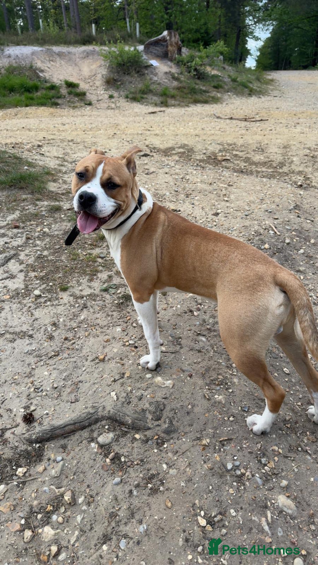 Staffordshire Bull Terrier dogs for sale: staffy for sale  - Image 1