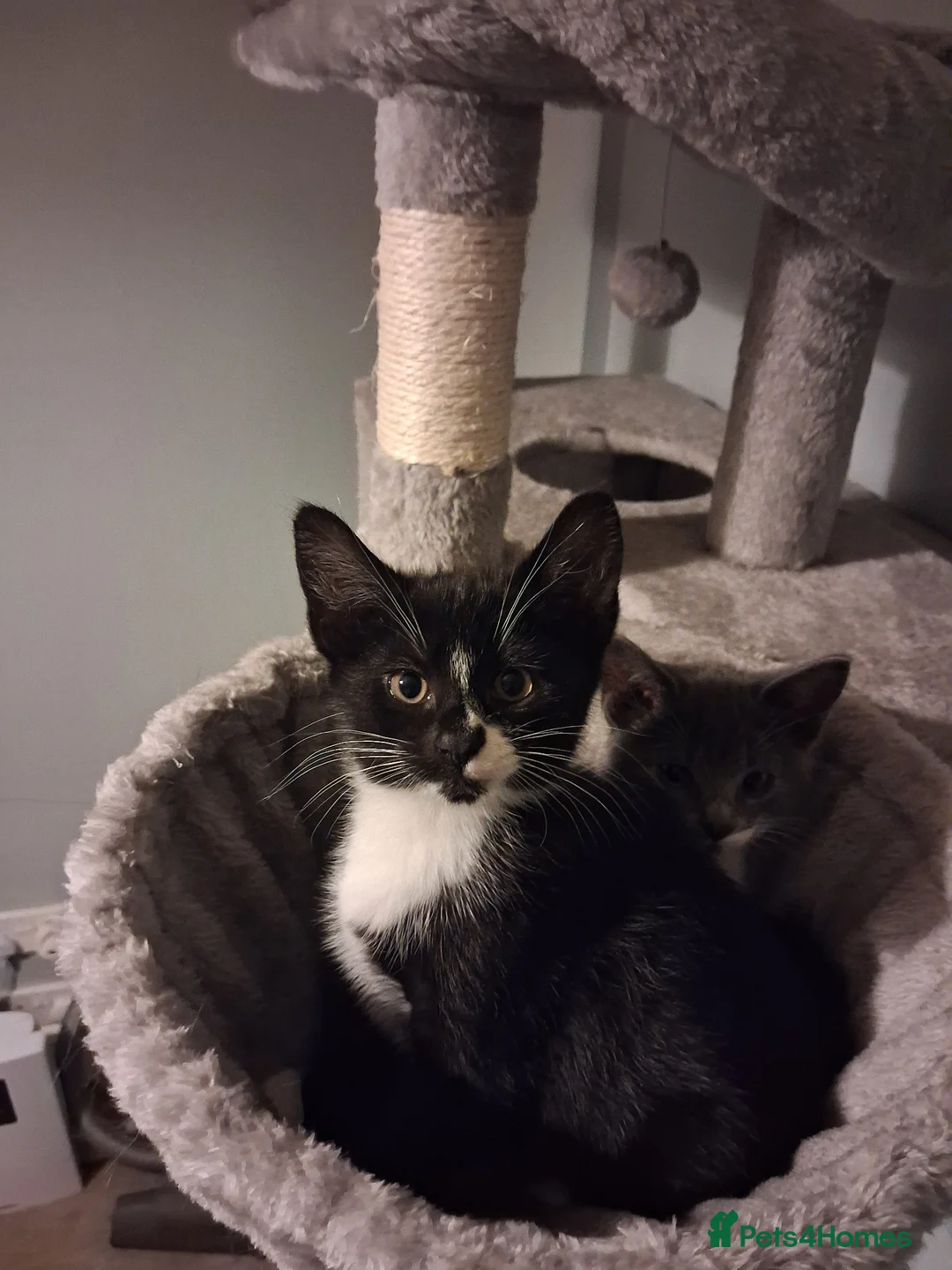Mixed Breed cats for sale: Beautiful Kittens Mixed breed - Advert 2