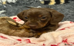 Miniature Dachshund dogs for sale: PRA Clear, KC Reg Miniature Dachshund Girl - Image 3
