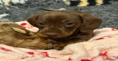 Miniature Dachshund dogs - Advert 7