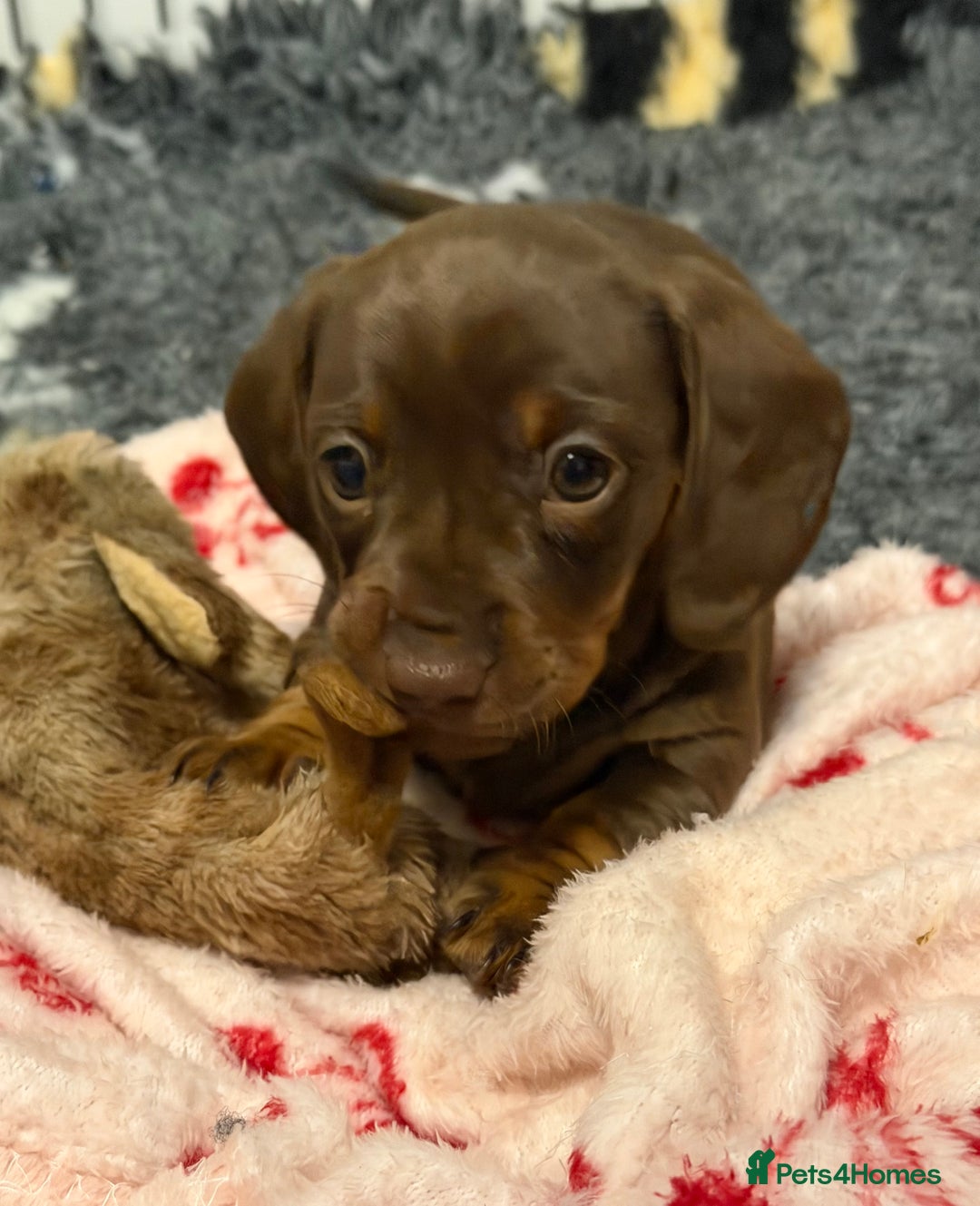 Miniature Dachshund dogs for sale: PRA Clear, KC Reg Miniature Dachshund Girl - Image 3