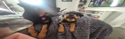 Rottweiler dogs for sale: 10 Week Old Rottweiler Girl - Advert 4