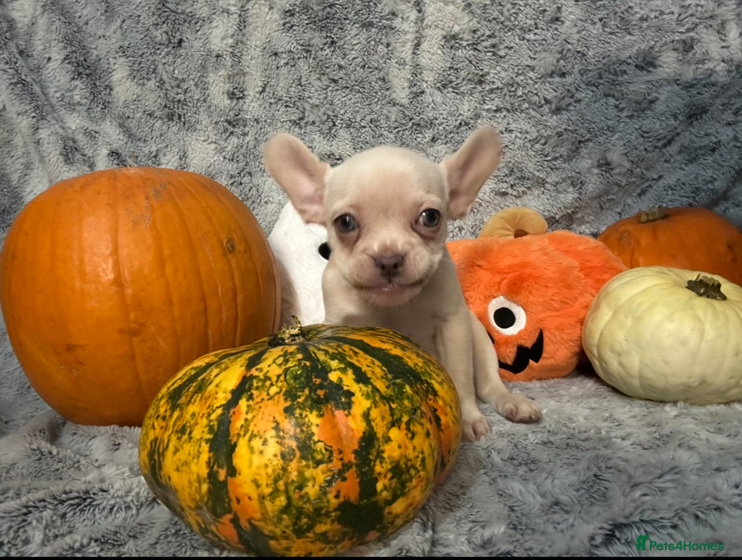 French Bulldog dogs for sale: French Bulldog pups - Advert 11