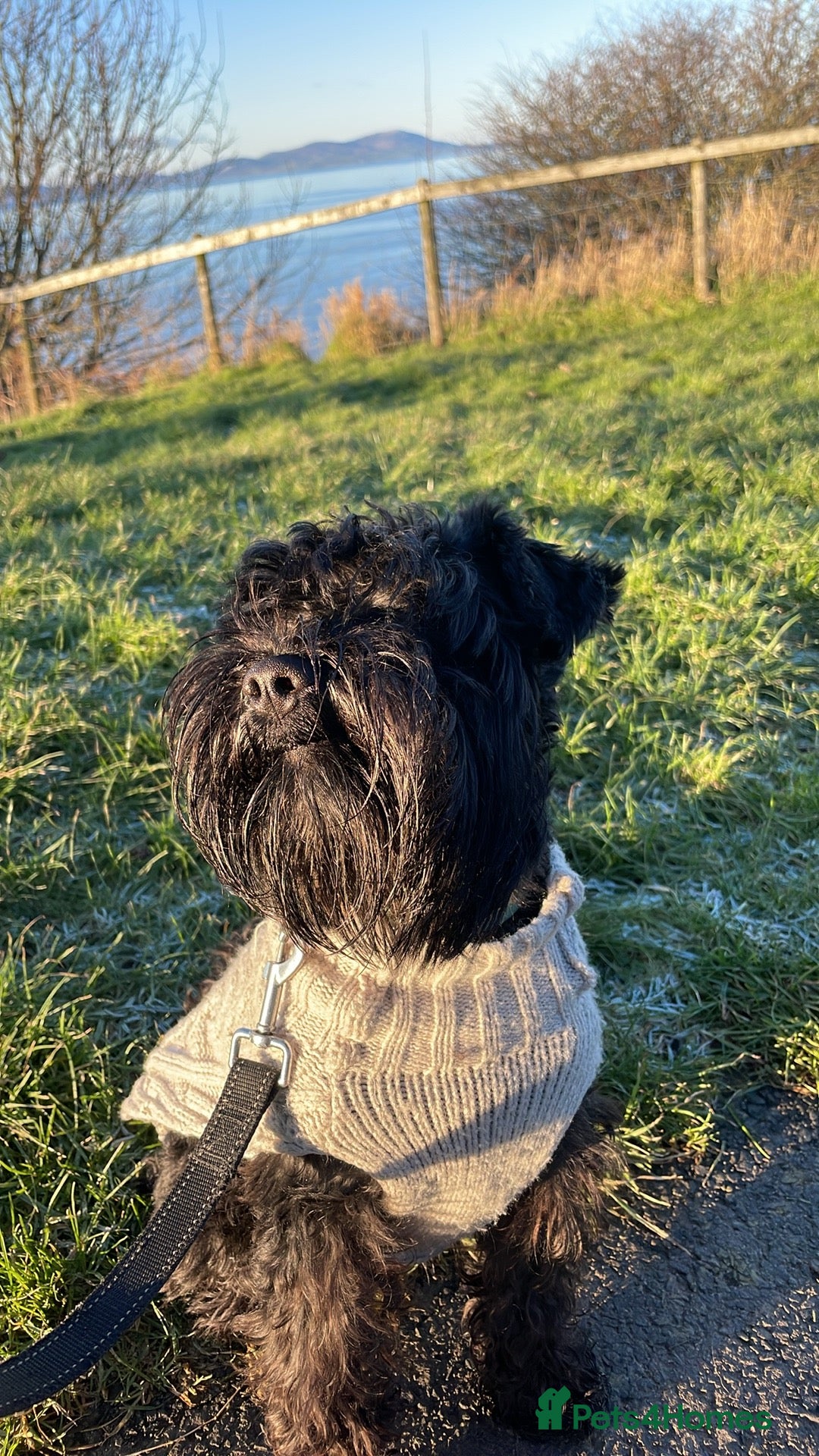 Miniature Schnauzer dogs KC reg Miniature Schnauzer Proven 'super' Stud  in Cockermouth - Advert 1