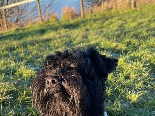 Miniature Schnauzer dogs KC reg Miniature Schnauzer Proven 'super' Stud in Cockermouth - Advert 2