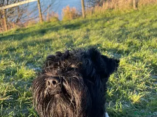 Miniature Schnauzer dogs KC reg Miniature Schnauzer Proven 'super' Stud in Cockermouth - Advert 5