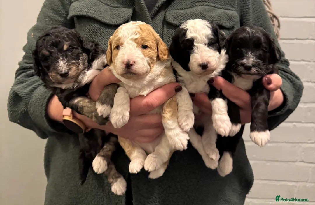 Bordoodle dogs for sale: Quality Miniature F1b Bordoodles  - Advert 1