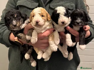 Bordoodle dogs Quality Miniature F1b Bordoodles - Advert 9