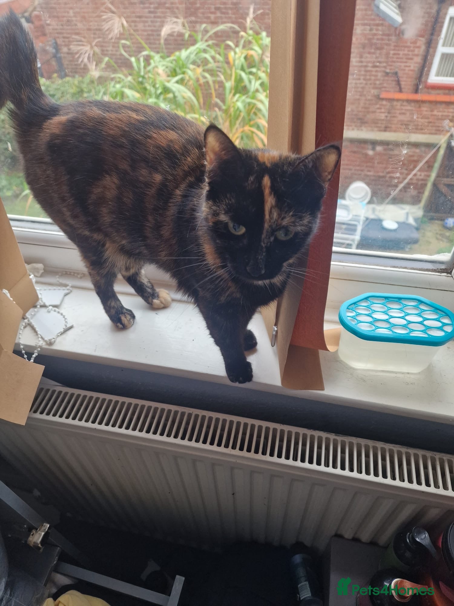 Mixed Breed cats Female Domestic Shorthair - Tortoiseshell  - Advert 8