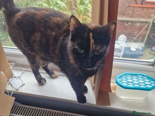 Mixed Breed cats for sale - Advert 1