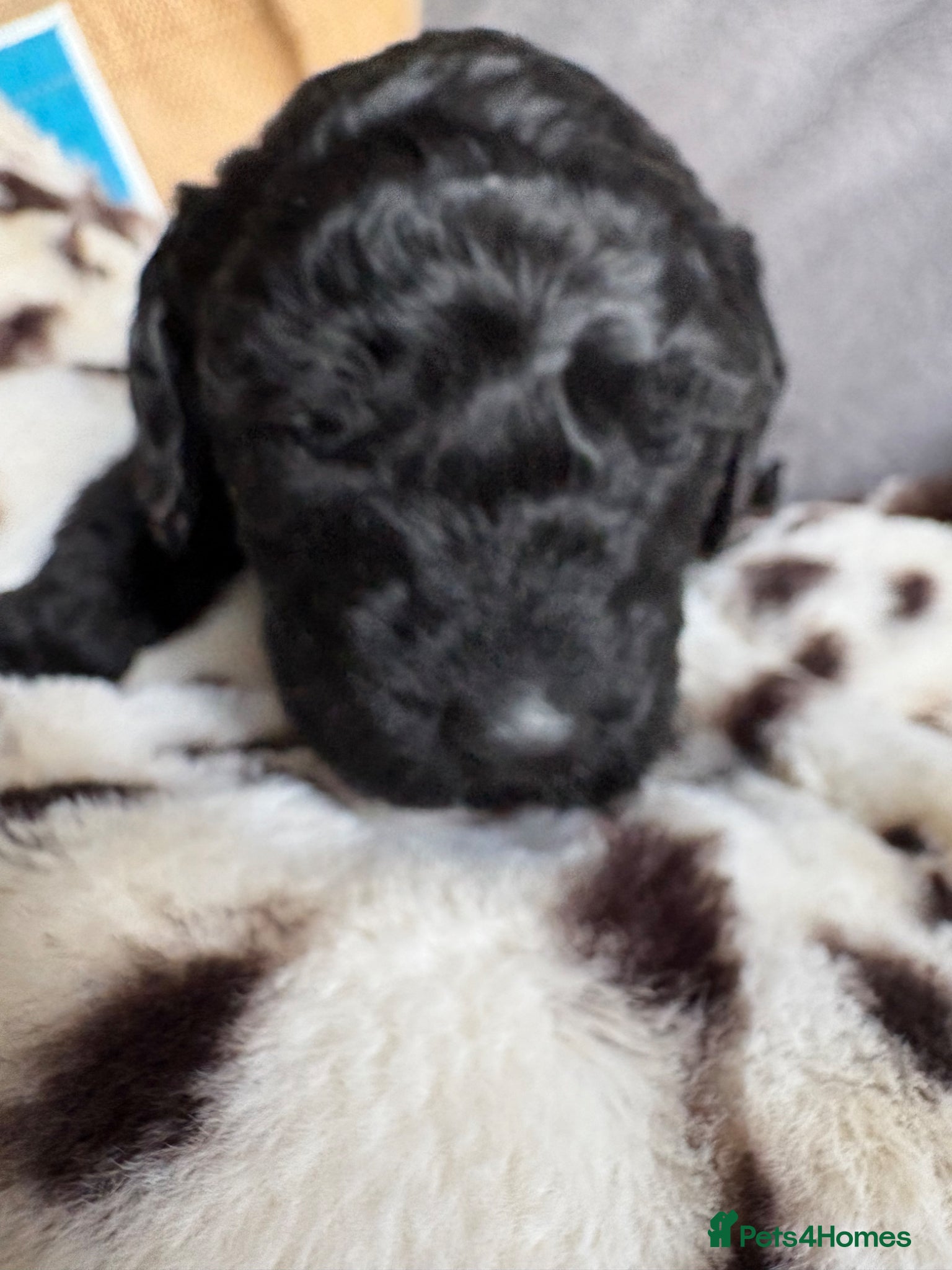 Labradoodle dogs Premium multigenerational Miniature labradoodle  - Advert 3