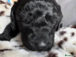 Labradoodle dogs Premium multigenerational Miniature labradoodle - Advert 3