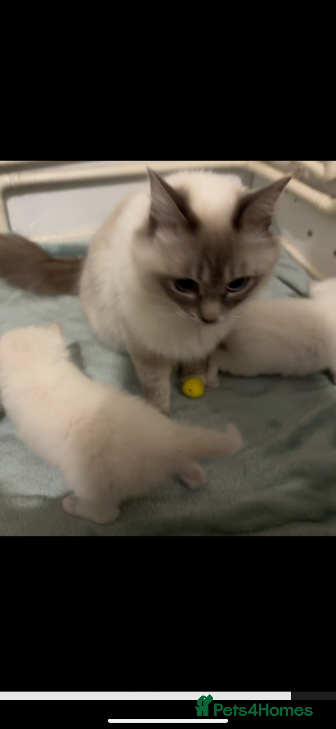 Ragdoll cats for sale: Lilac and blue ragdoll kittens  - Image 11