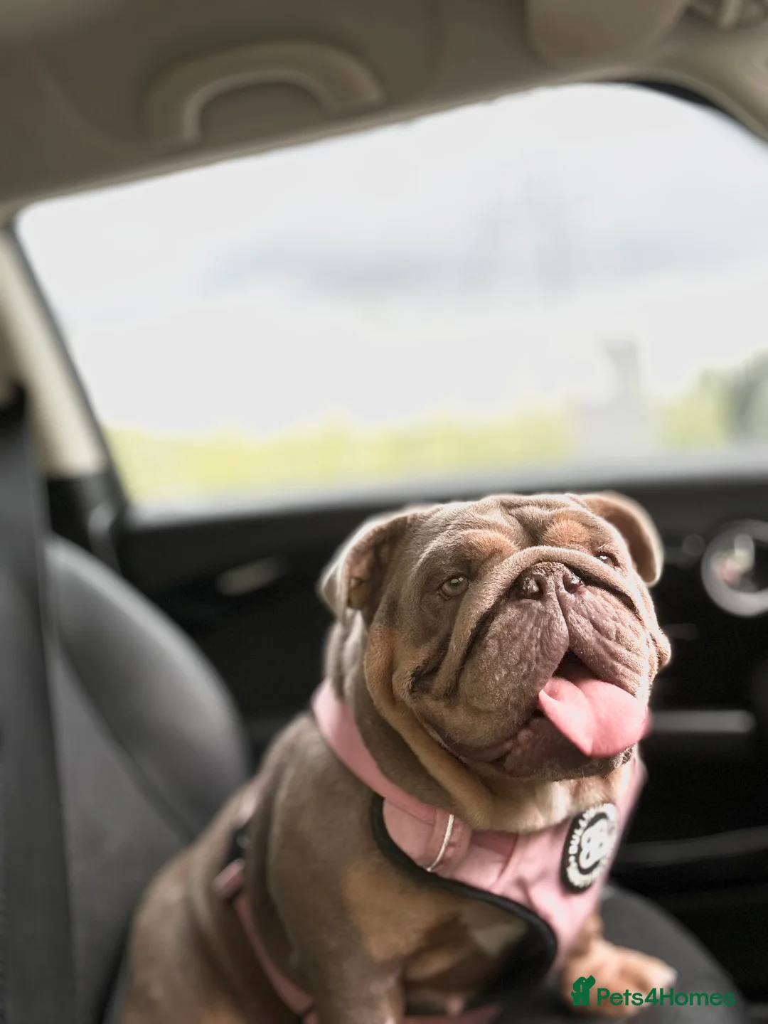 English Bulldog dogs for sale: FULL SUIT ENGLISH BULLDOGS  - Advert 9