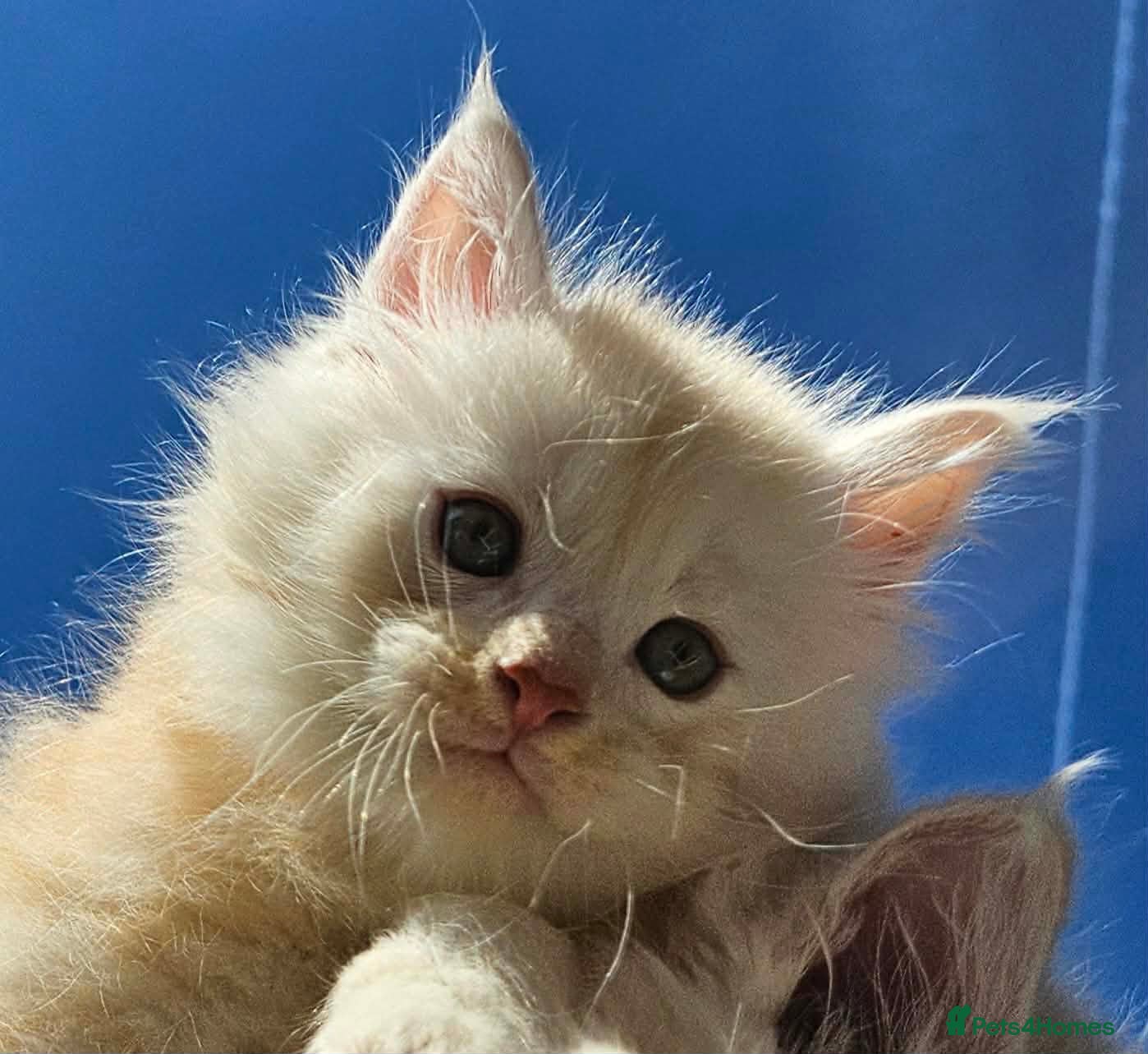 Maine Coon cats XXL Exceptional Pedigree Kittens Russian line - Advert 12