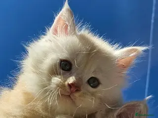 Maine Coon cats XXL Exceptional Pedigree Kittens Russian line - Advert 6