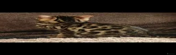 Bengal cats for sale: Bengal female kitten in Cradley Heath - Advert 4