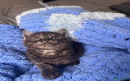 British Shorthair cats for sale: British shorthair kittens ready to leave now!! - Image 2
