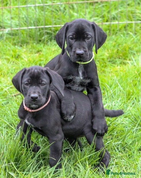 Mixed Breed dogs 1/4 Labrador 3/4 Gsp Bitch Pup.  - Advert 4