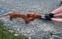 Dachshund dogs for sale: New forever home needed  - Image 1