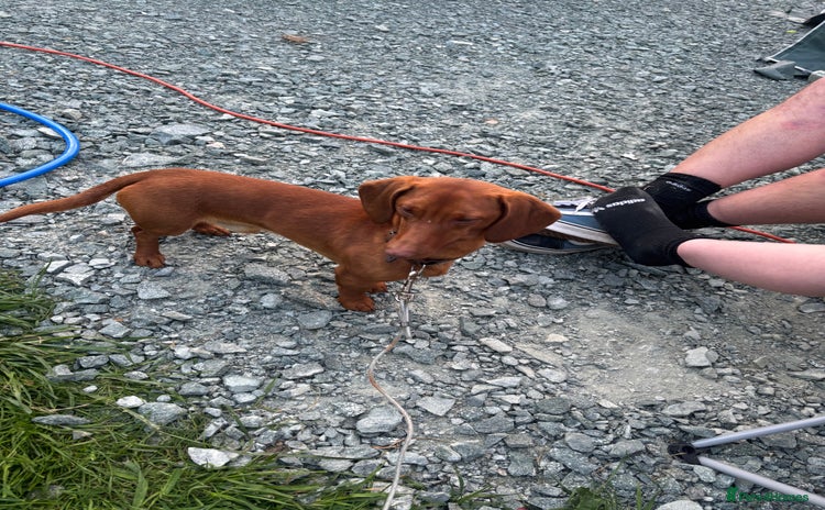 Dachshund dogs - Advert 12