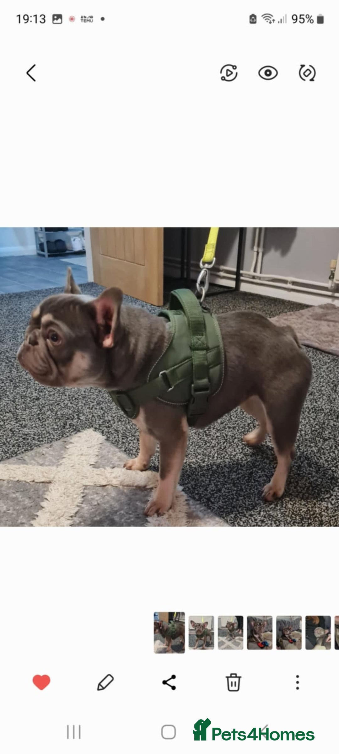 French Bulldog dogs for sale: Cass female french bulldog  - Advert 3