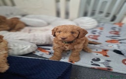 Cockapoo dogs for sale: Gorgeous Red, Golden & Apricot F1 Cockapoos - Image 6