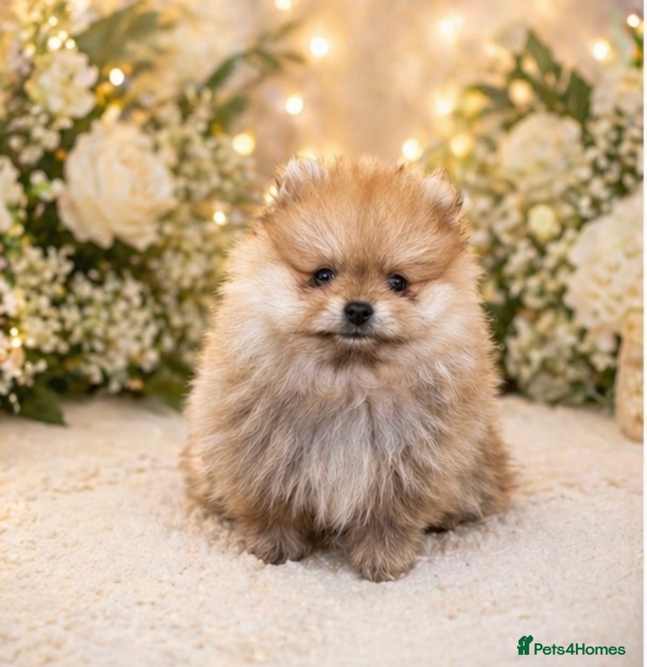 Pomeranian dogs Boys left 🩵 ready for reserve 💕  - Advert 2